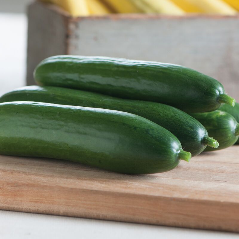 Cucumber &#39;Diva&#39; - 6pk