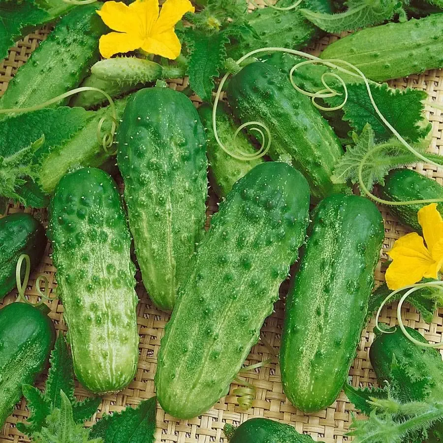 Cucumber &#39;Pick a Bushel&#39; - 4&quot;