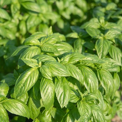 Basil &#39;Prospera&#39; - 4&quot;