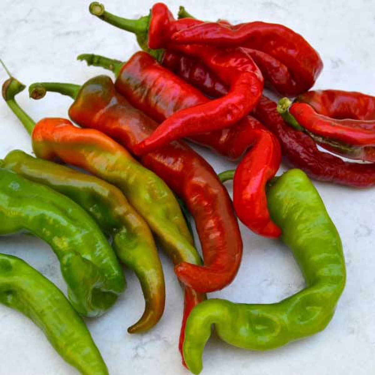 Chili Pepper &#39;Maule&#39;s Red Hot&#39; - 4&quot;