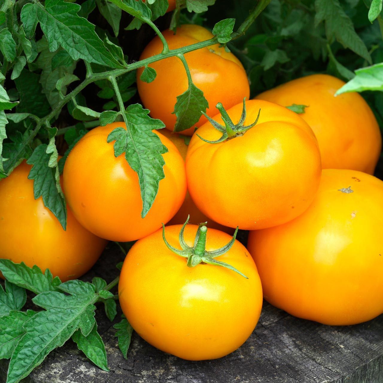Tomato &#39;Jubilee&#39; OG - 4&quot;