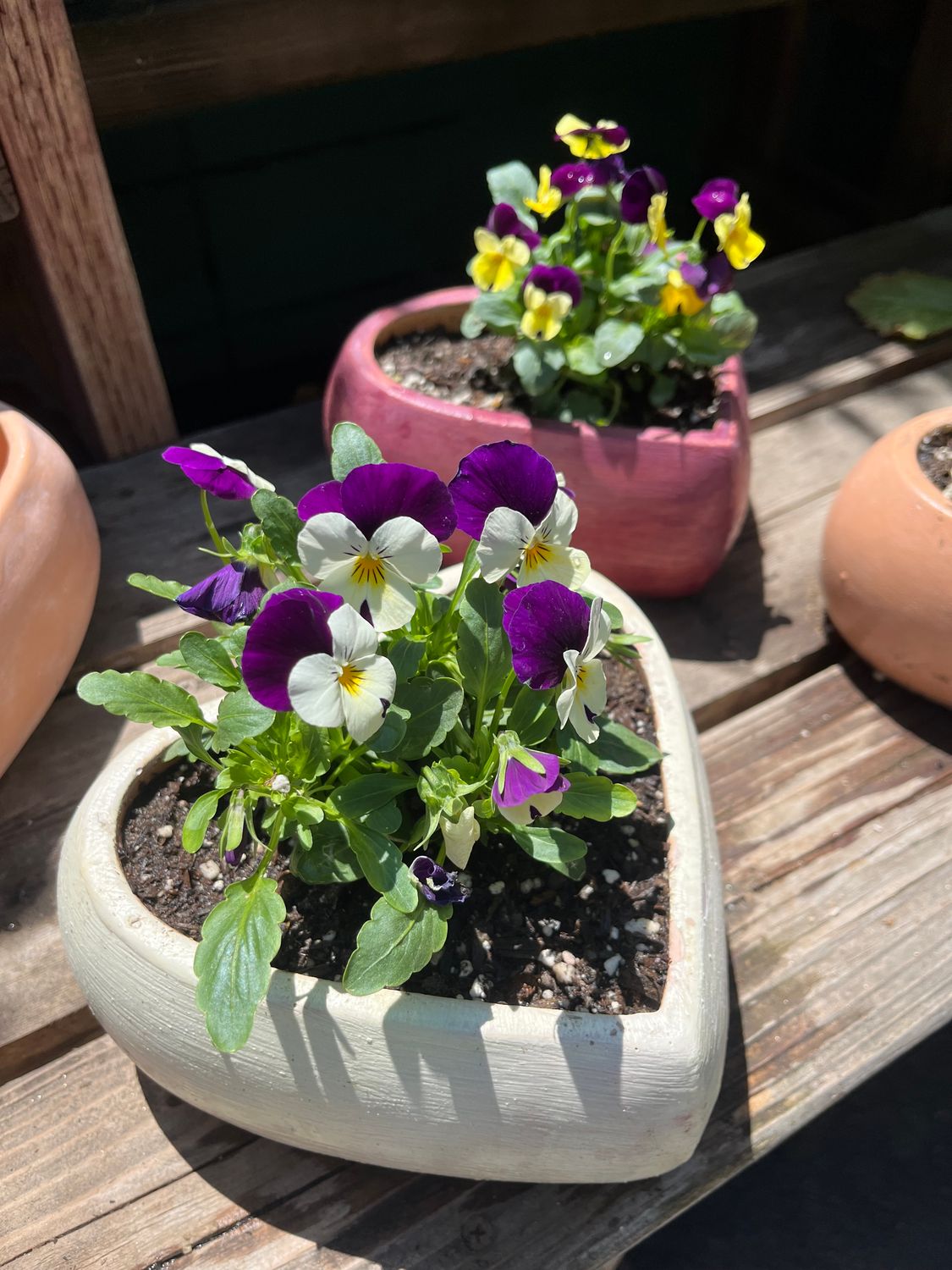Planted Terra Cotta Heart Planter - 8&quot;