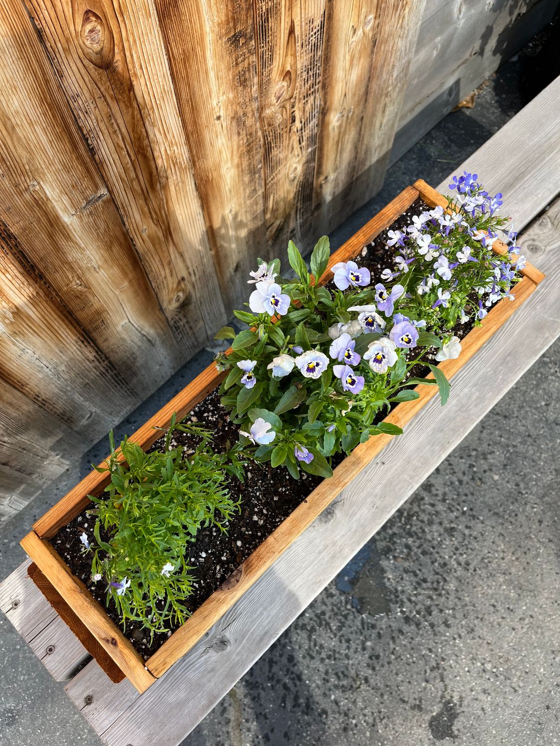 Planted Cedar Flower Box