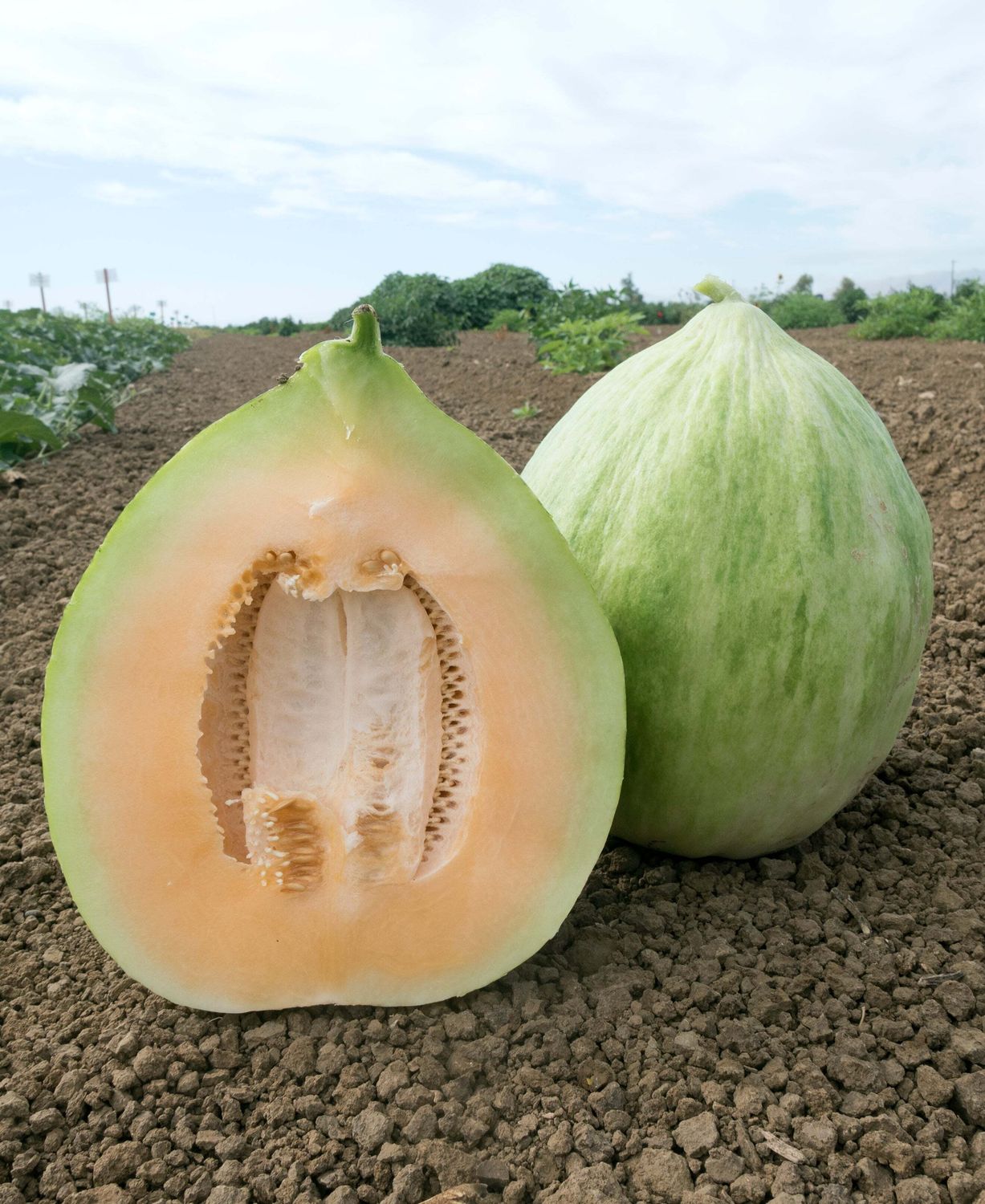 Melon &#39;Crenshaw&#39; - 4&quot;