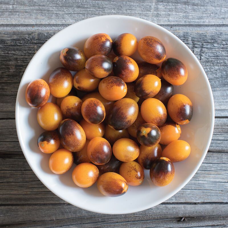 Tomato &#39;Indigo Kumquat&#39; - 4&quot;