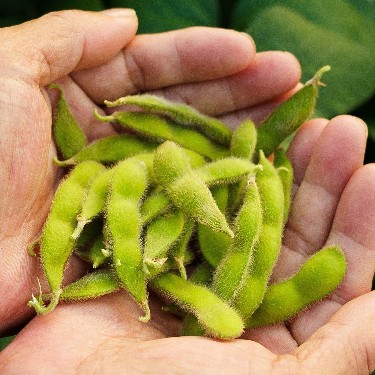 Soybean &#39;Shirofumi&#39; OG - 6pk