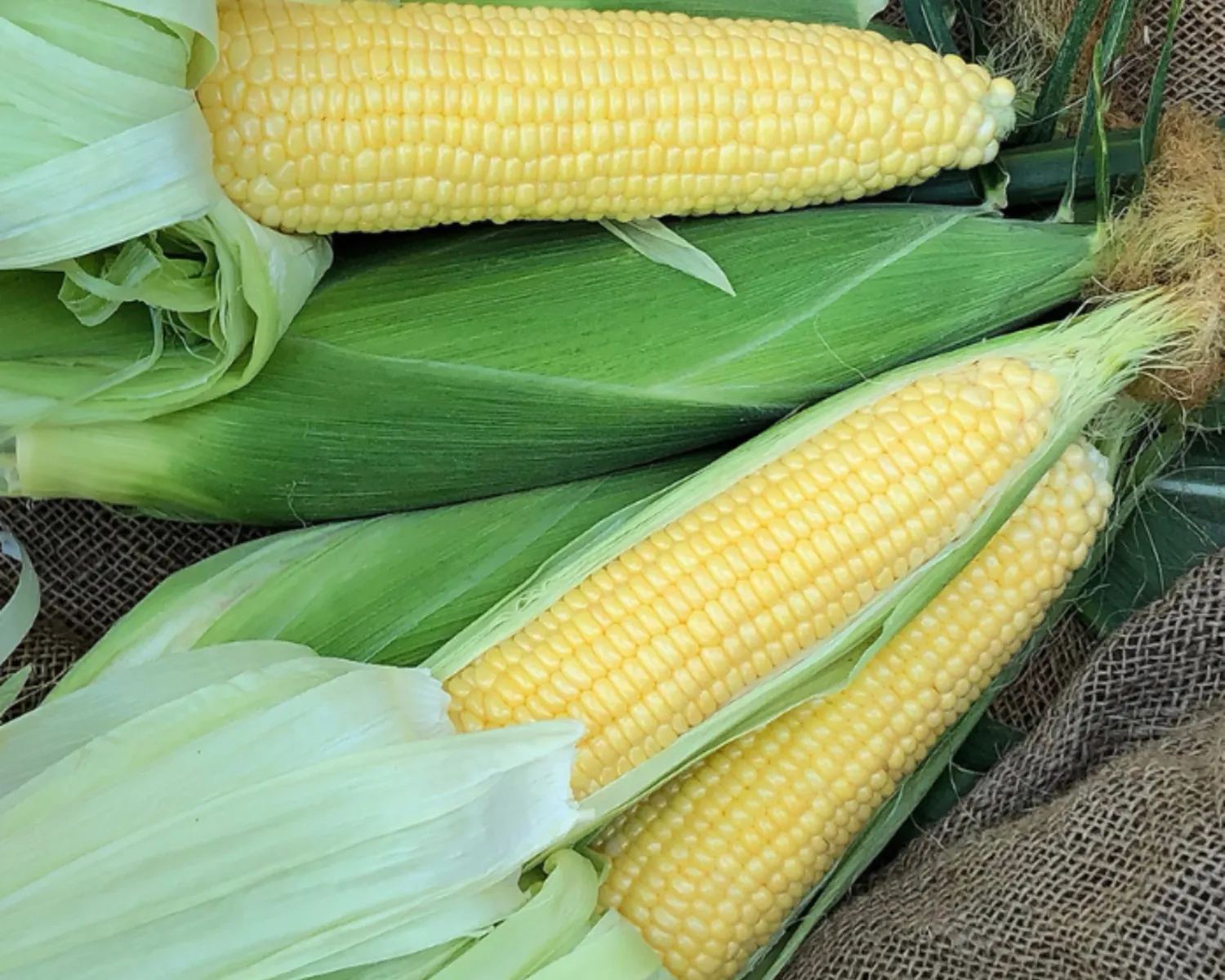 Corn &#39;Incredible Yellow&#39; - 6pk