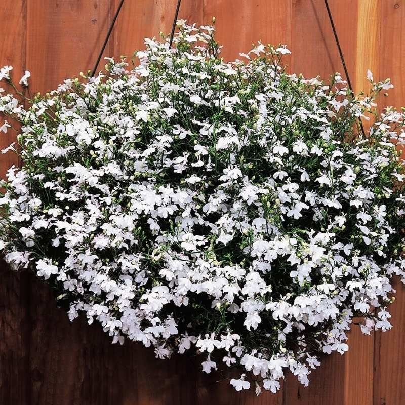 Lobelia &#39;Regatta White&#39; - 6pk