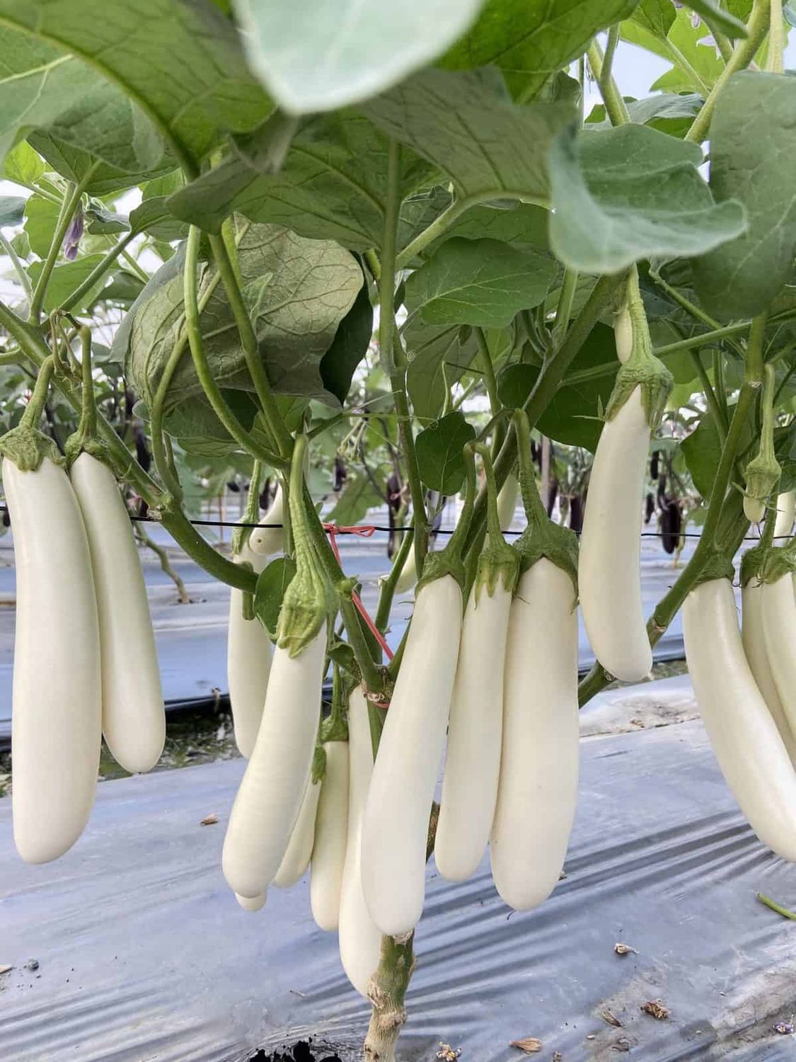 Eggplant &#39;Icicle&#39; - 4&quot;