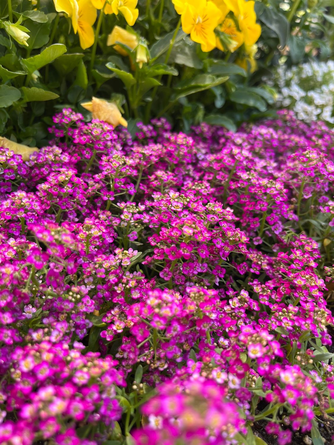 Alyssum &#39;Easter Bonnet Deep Rose&#39; - 6pk