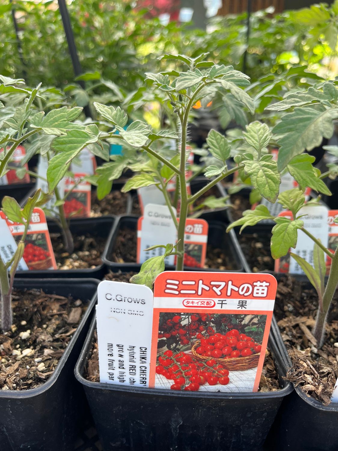 Tomato &#39;Chika Japanese Red Cherry&#39; - 4&quot;