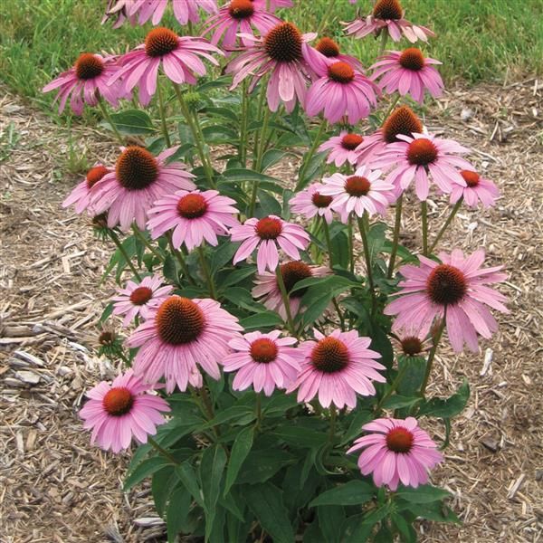 Echinacea &#39;Prairie Splendor Compact Rose&#39; - 6pk