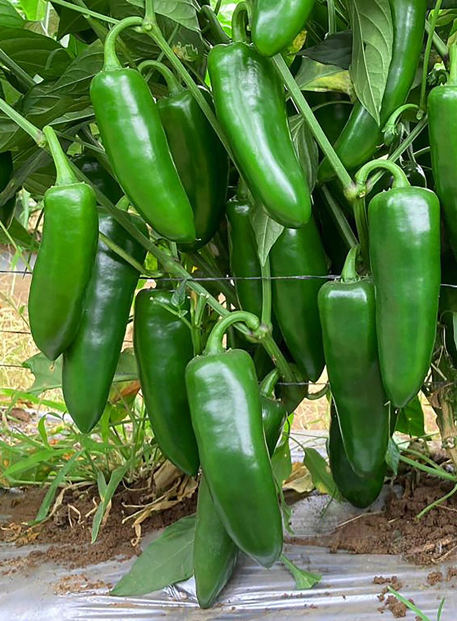 Jalapeno &#39;Unicron&#39; - 4&quot;