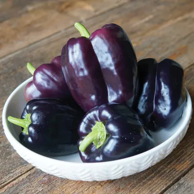 Bell Pepper &#39;Dragonfly&#39; - 4&quot;