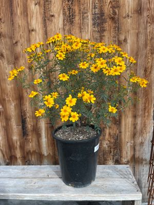 Pollinator Perennials (Non-Native)