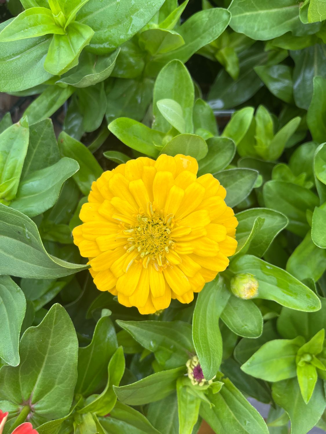 Zinnia &#39;Short Stuff Mix&#39; - 4&quot;