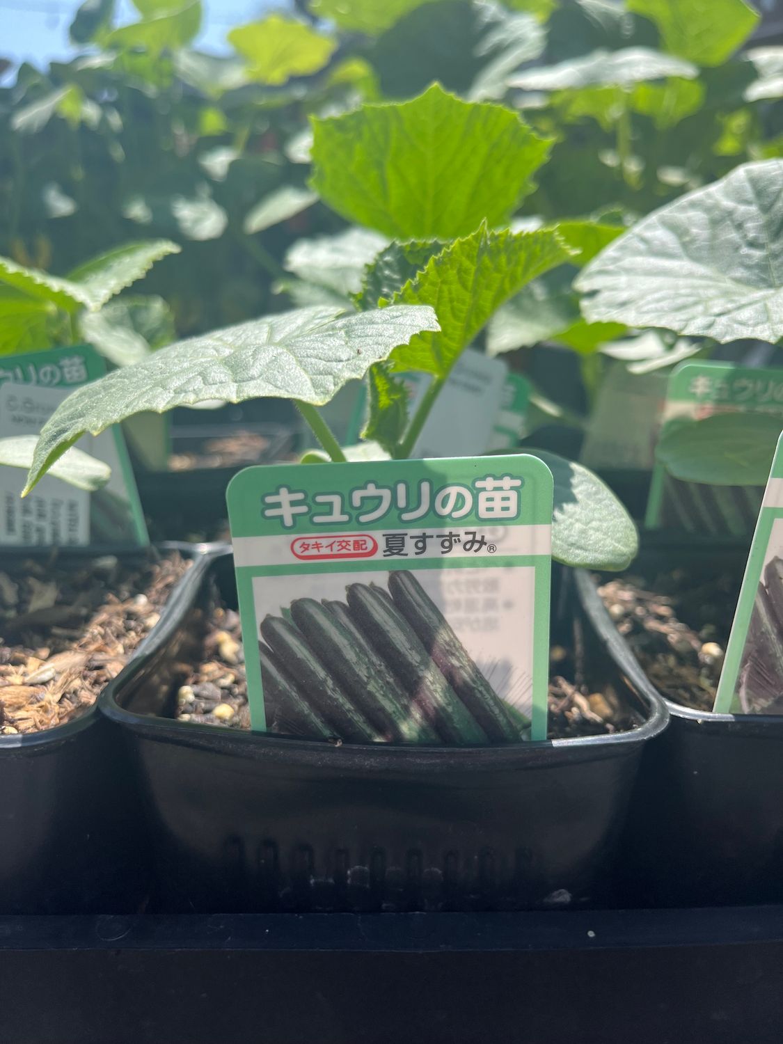 Cucumber &#39;Natsu Suzumi&#39; - 4&quot;
