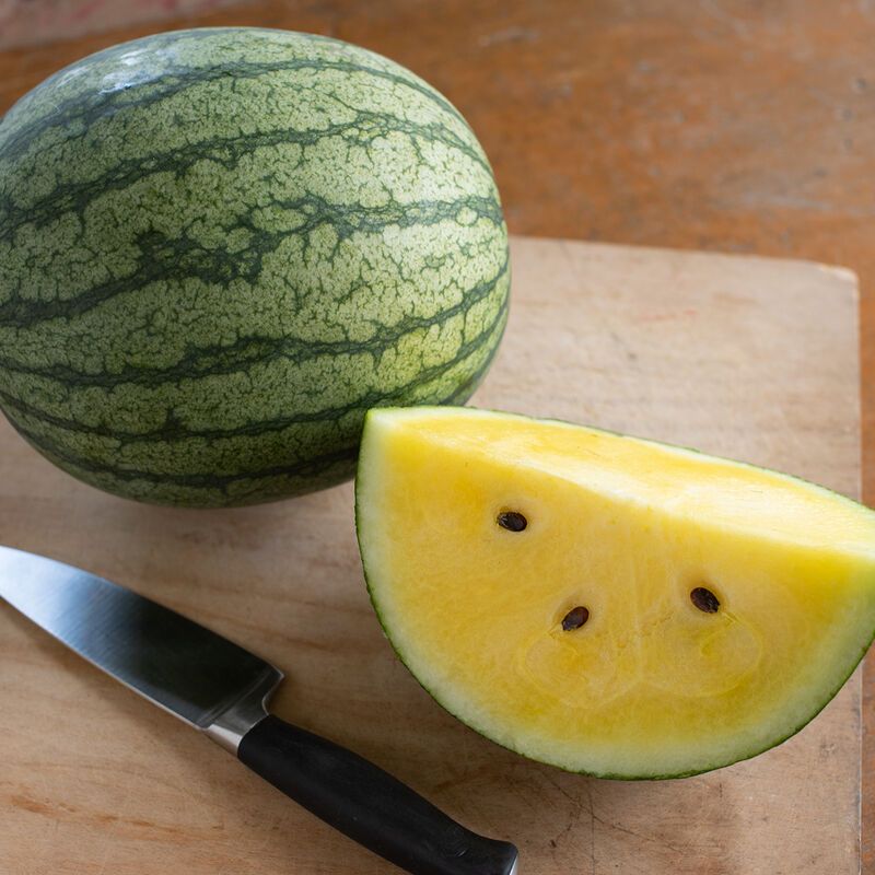 Watermelon &#39;Sureness&#39; - 4&quot; (CG)