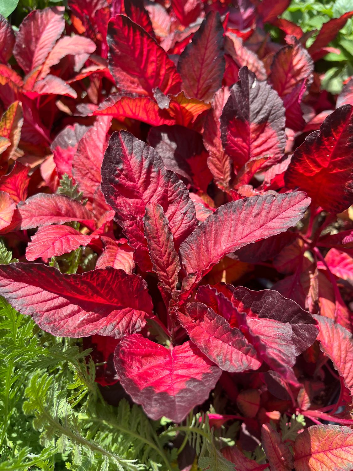 Amaranthus &#39;Early Splendor&#39; - 6pk