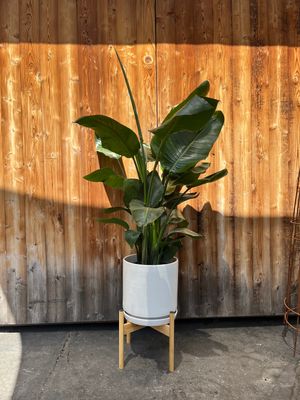 SuperMoss Bamboo Plant Stand