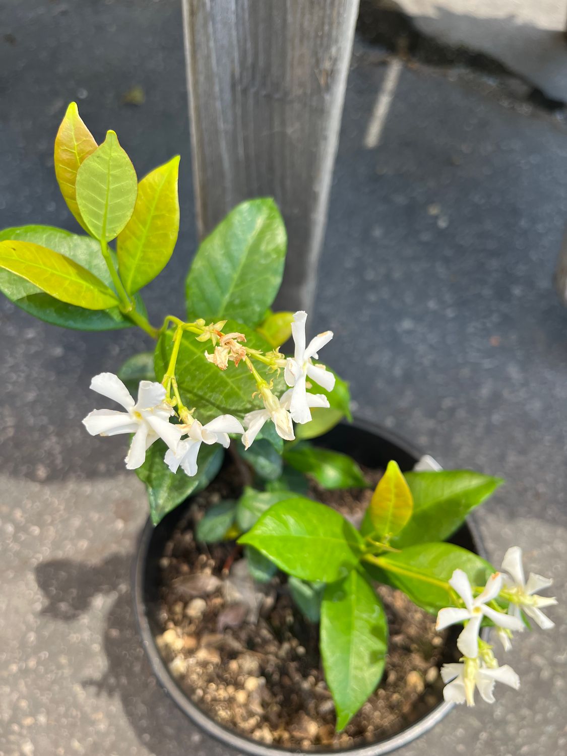 Star Jasmine - 1g