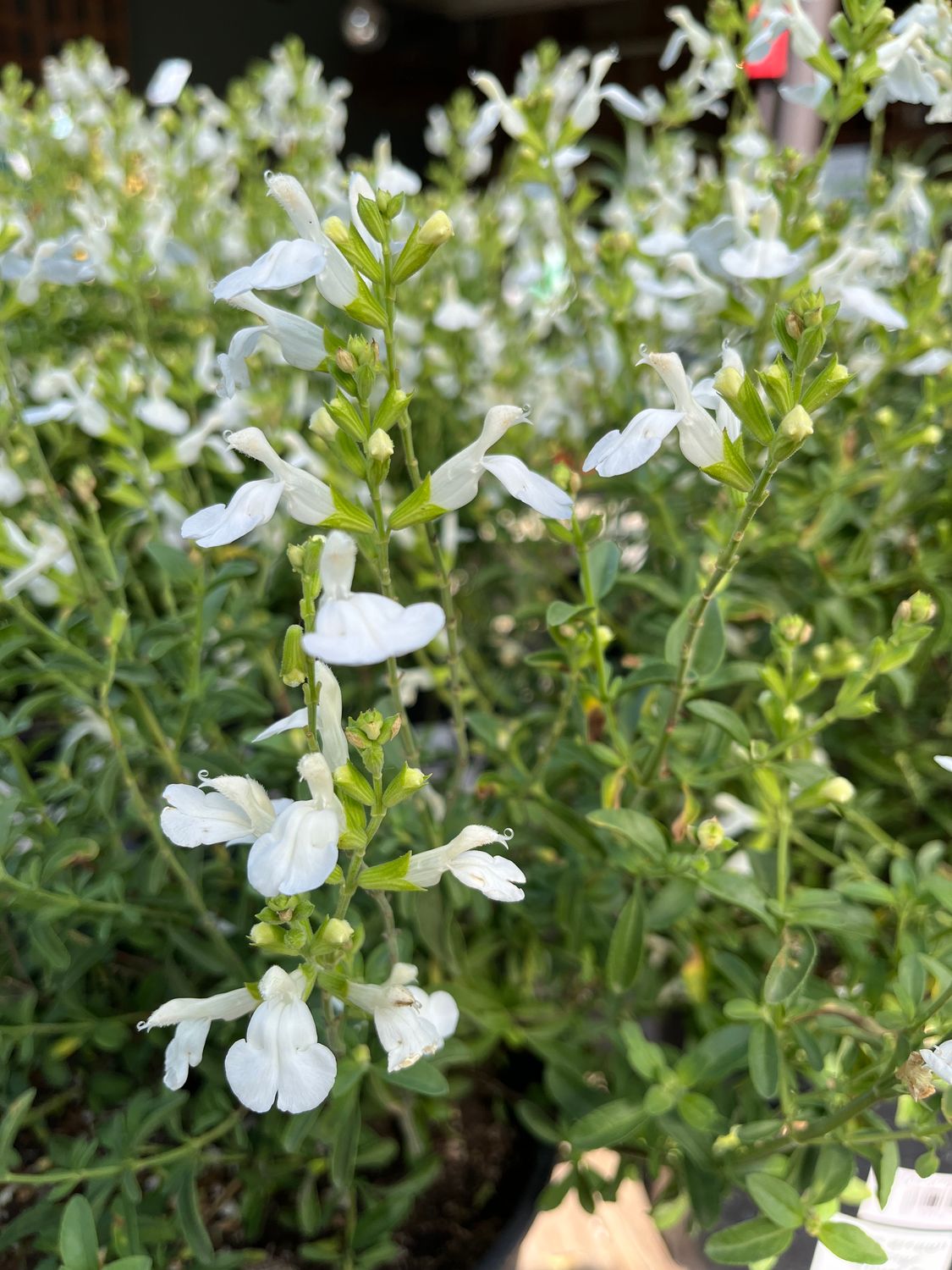 Salvia greggii &#39;Mirage White&#39; - 2 gal