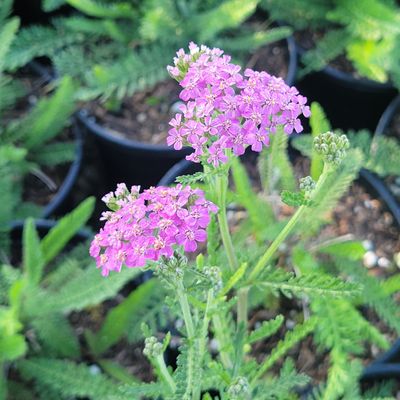 Achillea millefolium &#39;Lilac Queen&#39; - 1 gal