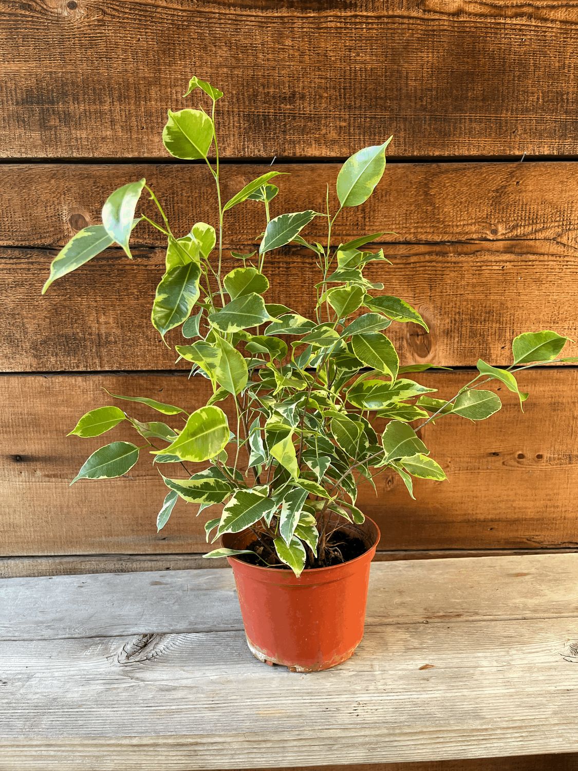 Ficus benjamina &#39;Spearmint&#39; - 6&quot; (Variegated Weeping Fig)