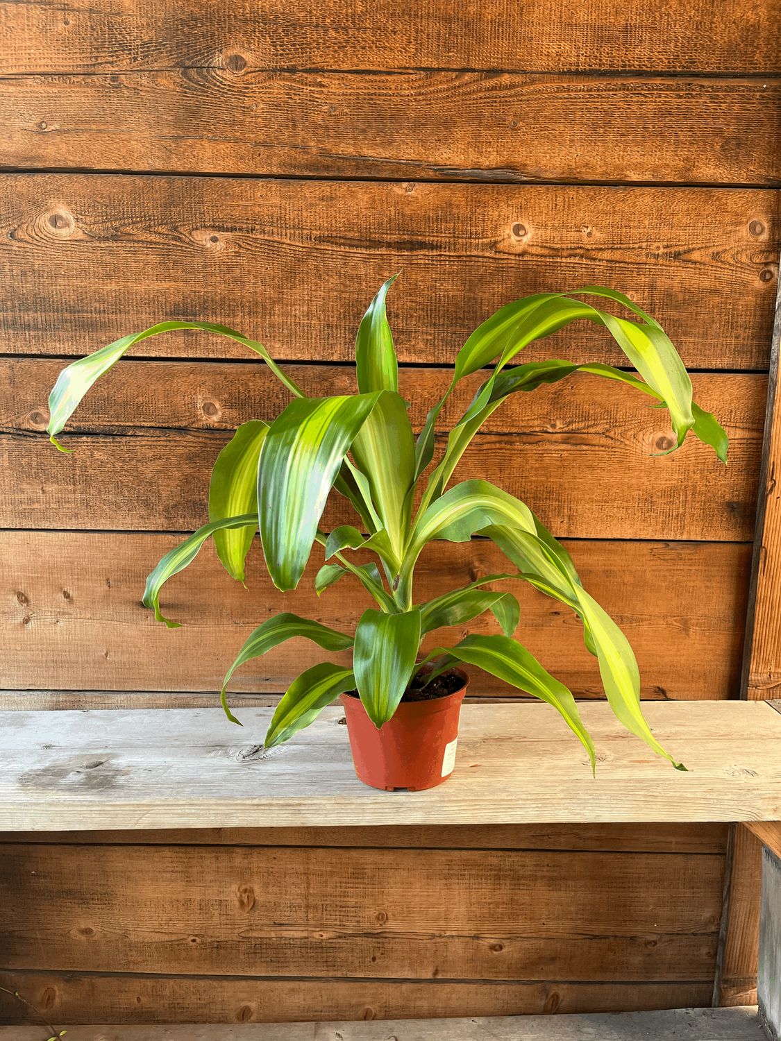Dracaena fragrans 'Massangeana' - 6" (Corn Plant)
