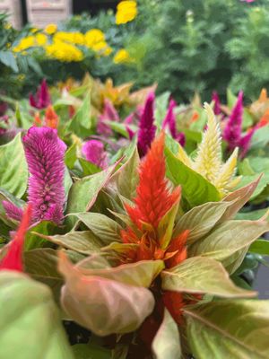 Celosia &#39;Kosmo Mix&#39; - 6pk