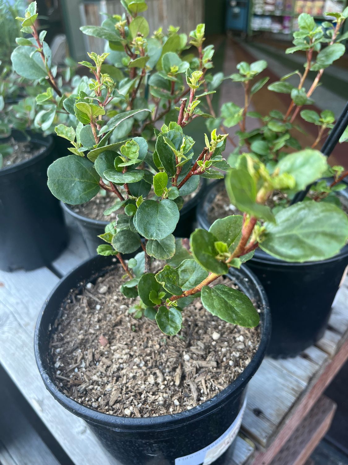 Ribes viburnifolium (Catalina Currant) - 1g