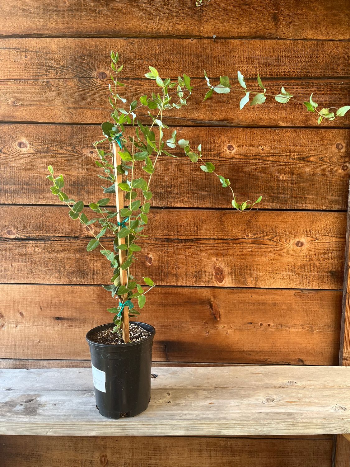 Lonicera hispidula var. vacillans (CA Honeysuckle)- 1g