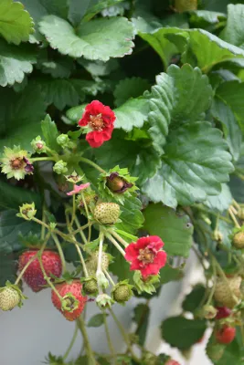 Strawberry &#39;Berry Basket Hot Pink&#39; - 4&quot;