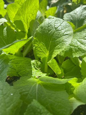 Cabbage 'Chinese Bilko' OG - 6pk