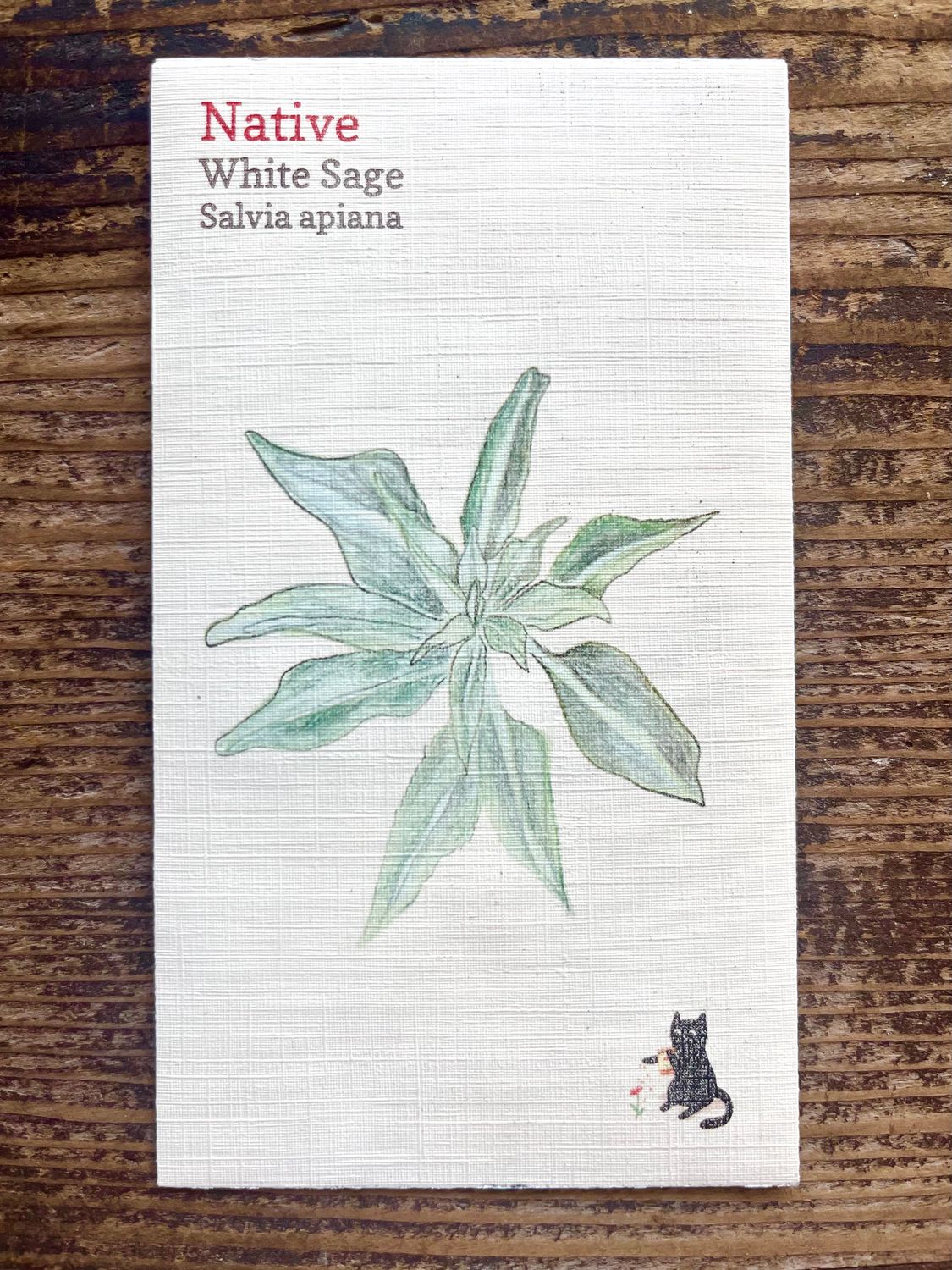 White Sage Seeds