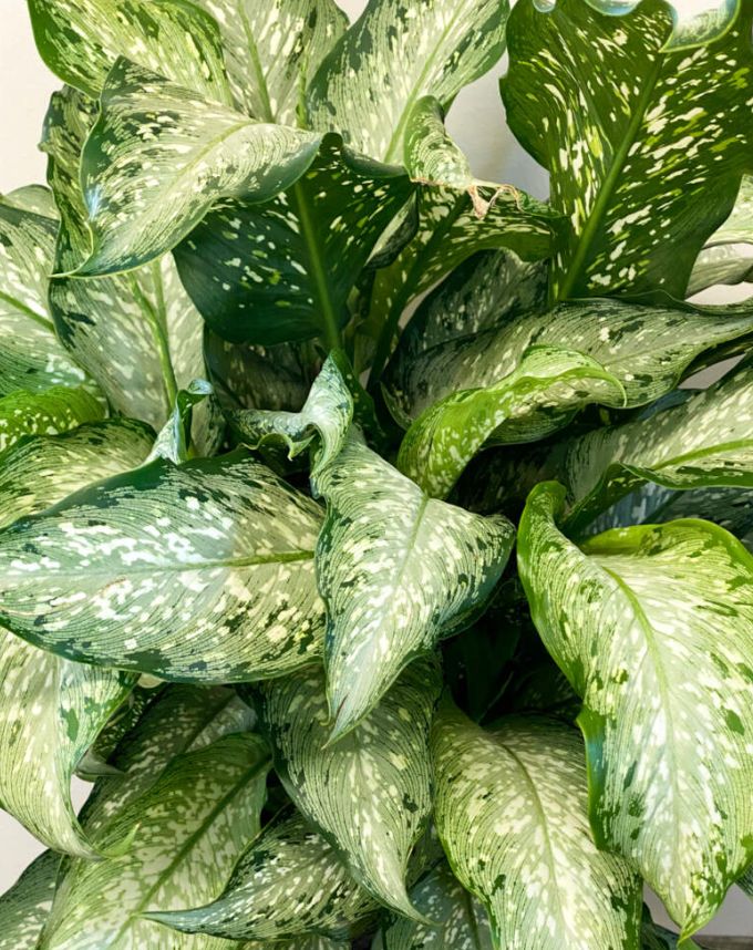 Dieffenbachia 'Memoria Corsii' - 8"