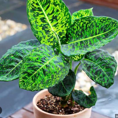 Dieffenbachia &#39;Reflector&#39; - 6&quot;
