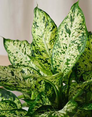 Dieffenbachia 'Amy' - 6in