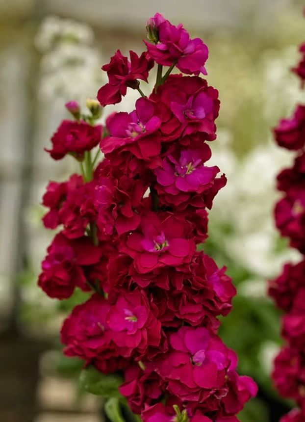 Stock 'Mime Red' - 6pk