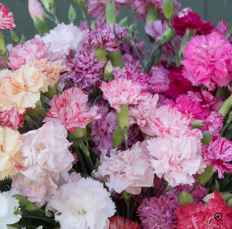 Carnation 'Chabaud Picot Mix' - 6pk