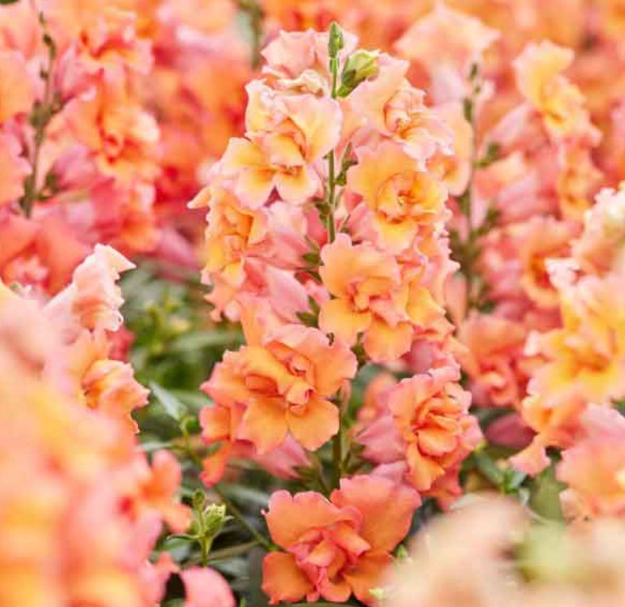 Snapdragon 'Snaptini Peach' - 6pk