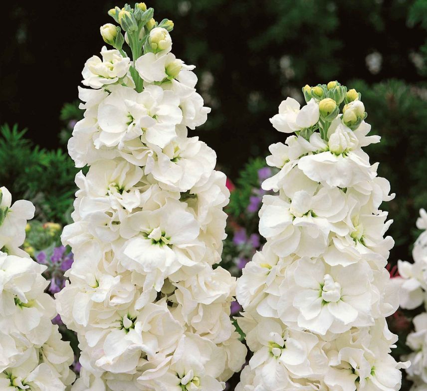 stock &#39;harmony white&#39;