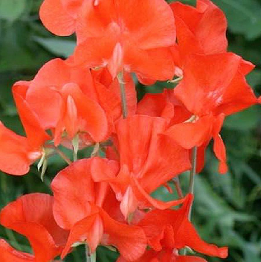 sweet pea &#39;Henry Eckford&#39;