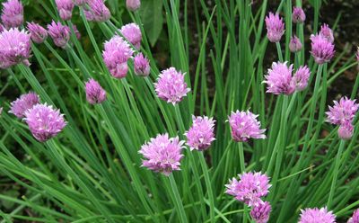 Chives - 4&quot;