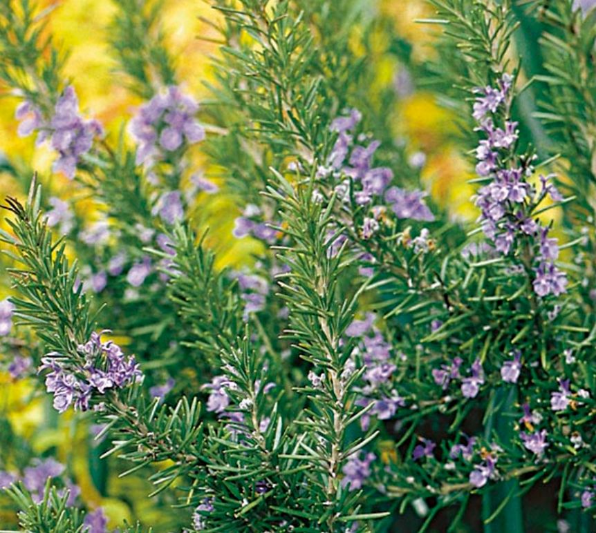 Rosemary 'Tuscan Blue' - 5 gal
