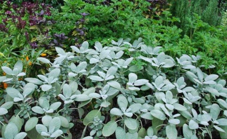 Sage &#39;Berggarten&#39; OG - 4&quot;