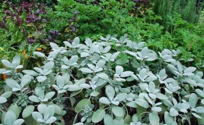 Sage &#39;Berggarten&#39; OG - 4&quot;