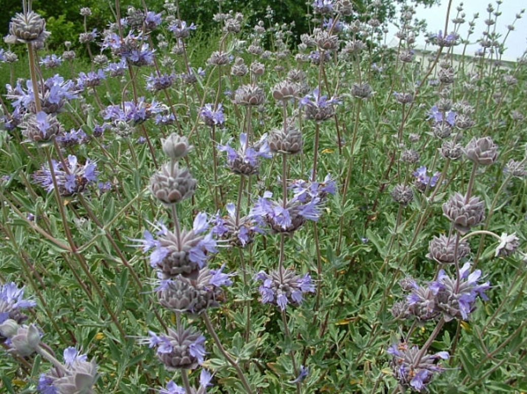 Salvia 'Whirly Blue' - 1g