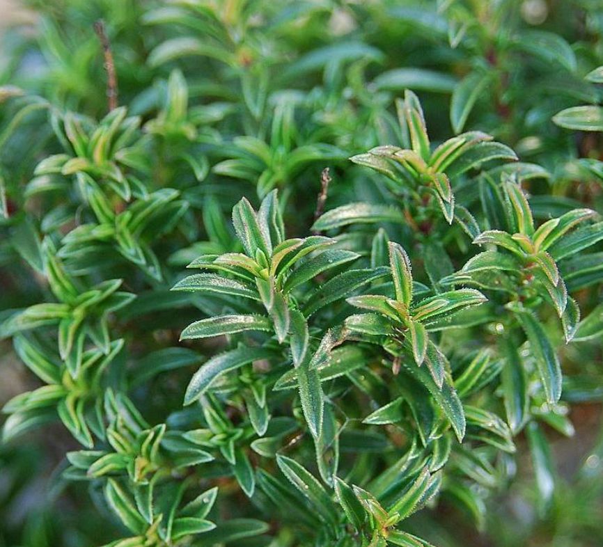 Winter Savory OG - 4"