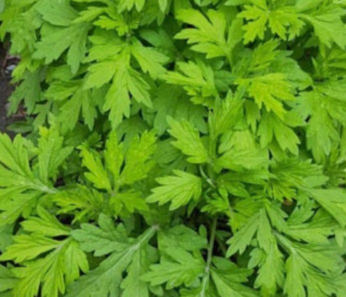 Yomogi (Japanese Mugwort) - 4"